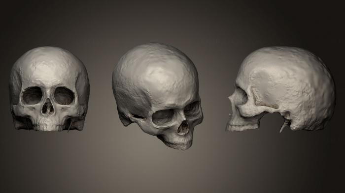 نموذج ثلاثي الأبعاد لآلة CNC تشريح الهياكل العظمية والجماجم جمجمة ذكر الإنسان 1